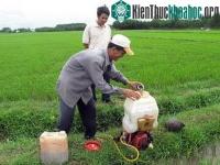 Ảnh Dùng nấm xanh phòng trừ hiệu quả sâu bệnh hại lúa