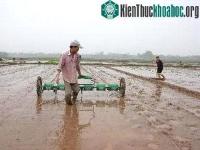 Ảnh Hoàn thiện quy trình gieo thẳng lúa theo hàng