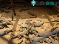 Ảnh Huế: Nuôi kỳ đà thương phẩm theo quy mô nông hộ