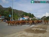 Ảnh Ứng dụng khoa học công nghệ tăng chất lượng đàn bò