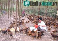 Ảnh Bắc Kạn: Thử nghiệm mô hình chăn nuôi gà thả đồi
