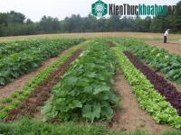 Ảnh Xông hơi sinh học thay thế MBr trong nông nghiệp