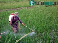 Ảnh Thuốc trừ sâu đang làm hại lúa