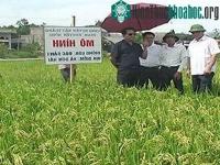 Ảnh Trồng thành công giống lúa chất lượng cao từ Nhật