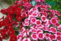 Ảnh Phát triển nông nghiệp ứng dụng công nghệ cao
