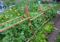 Ảnh Phát hiện ra rau quả "bẩn" chỉ bằng một mẩu giấy