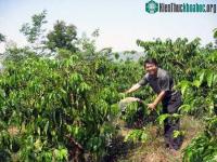 Ảnh Trừ bệnh trên cà phê bằng chế phẩm sinh học