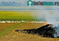 Ảnh Sản xuất phân bón từ rơm rạ