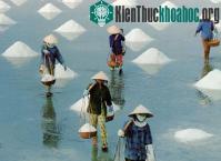 Ảnh Ứng dụng sản xuất muối sạch ở đồng muối phơi cát