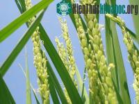 Ảnh Đưa giống lúa lai ba dòng vào sản xuất đại trà