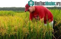 Ảnh Chọn tạo hai giống lúa thơm mới chất lượng cao
