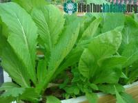 Ảnh Ứng dụng thực vật biến đổi gen tìm kiếm thuốc nổ