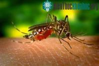 Ảnh Diệt côn trùng bằng "mẹo"