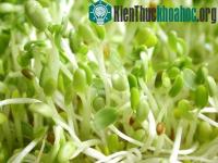 Ảnh Cỏ linh lăng biến đổi gene: Chắc chắn sẽ lây nhiễm?