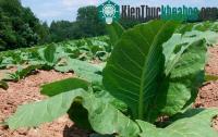 Ảnh Biến thuốc lá thành thuốc trừ sâu