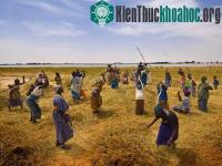Ảnh Nông nghiệp xanh ở châu Phi