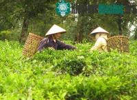 Ảnh Chiết tách chất chống ăn mòn kim loại từ cây chè