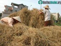 Ảnh Biến rơm thành tiền