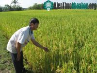 Ảnh Tiền Giang sẽ sản xuất đại trà lúa than đặc sản