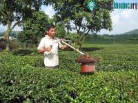 Ảnh Một nông dân tự chế tạo máy hút sâu ở cây chè