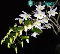 Ảnh Một số kinh nghiệm trồng hoa lan