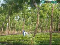 Ảnh Nhân giống cây Neem bằng nuôi cấy mô thực vật