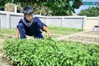 Ảnh Trồng rau năng suất cao trên đảo Trường Sa