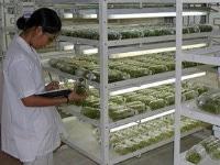 Ảnh Nhân giống thành công nhiều loại hoa bằng cấy mô