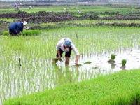 Ảnh Cách nâng cao năng suất cây lúa trên đất bạc màu