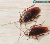 Ảnh Nung nhà để diệt côn trùng