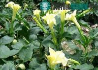 Ảnh Thuốc trừ sâu từ cây cỏ