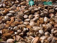 Ảnh Chế tạo bộ phận ô tô từ dừa