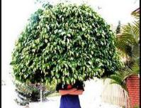 Ảnh Phân bón từ... tóc