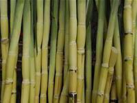 Ảnh Sử dụng mía làm bao bì chống thấm