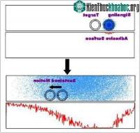 Ảnh Lợi ích mới của sự phát tín hiệu hóa học