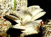 Ảnh Cơ hội mới cho nghề trồng nấm