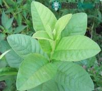 Ảnh Kỹ thuật nhân giống ổi