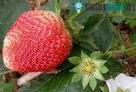 Ảnh Thu hoạch và bảo quản dâu tây