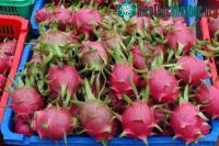 Ảnh Ý tưởng mới cho việc thu hoạch thanh long