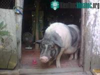 Ảnh Heo biết giữ nhà và ăn chay