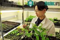 Ảnh Khả năng chống chọi bệnh tật thần kỳ của thực vật