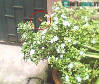 Ảnh Chim ruồi có ở Việt Nam không?