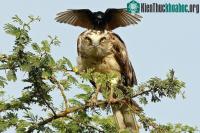 Ảnh Kỳ lạ quạ đen đè đầu cưỡi cổ đại bàng