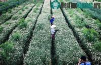 Ảnh Cúc họa mi báo hiệu mùa đông trên phố Hà Nội