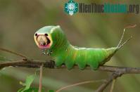 Ảnh Top 10 côn trùng kỳ dị "ngoài hành tinh"