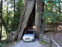 Ảnh Những thân cây kỳ lạ ở California