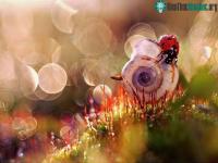 Ảnh Thế giới côn trùng lung linh huyền ảo