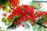 Ảnh Hình ảnh hoa phượng vĩ tươi thắm gợi nhớ tuổi học trò đầy mơ mộng