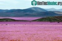 Ảnh Sa mạc khô cằn "sống dậy" phủ đầy hoa hồng