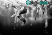 Ảnh National Geographic công bố những bức ảnh ấn tượng nhất năm 2015